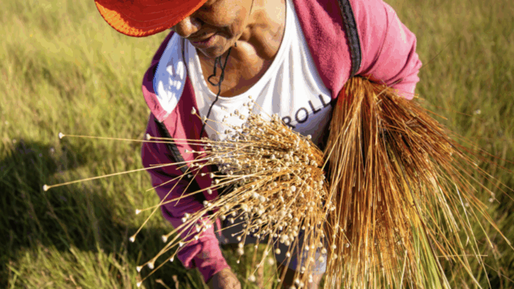 Soja e pasto pressionam áreas conservadas do Jalapão, onde brilha o capim-dourado