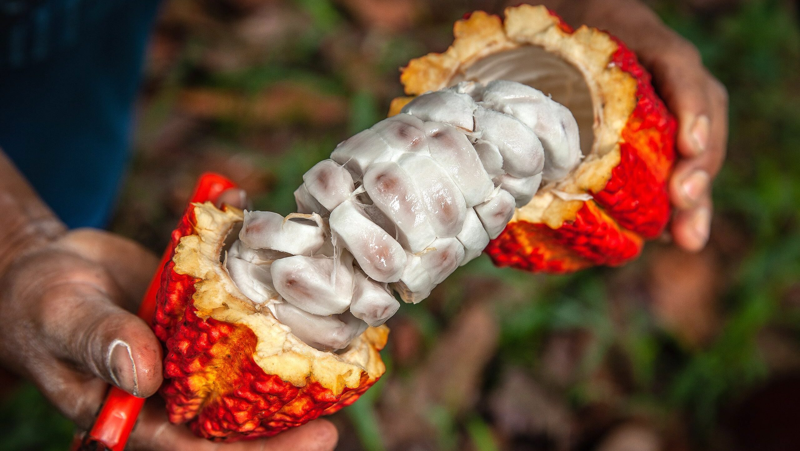 DNA comprova origem amazônica do cacau e revela forte rede de comércio pré-colombiana