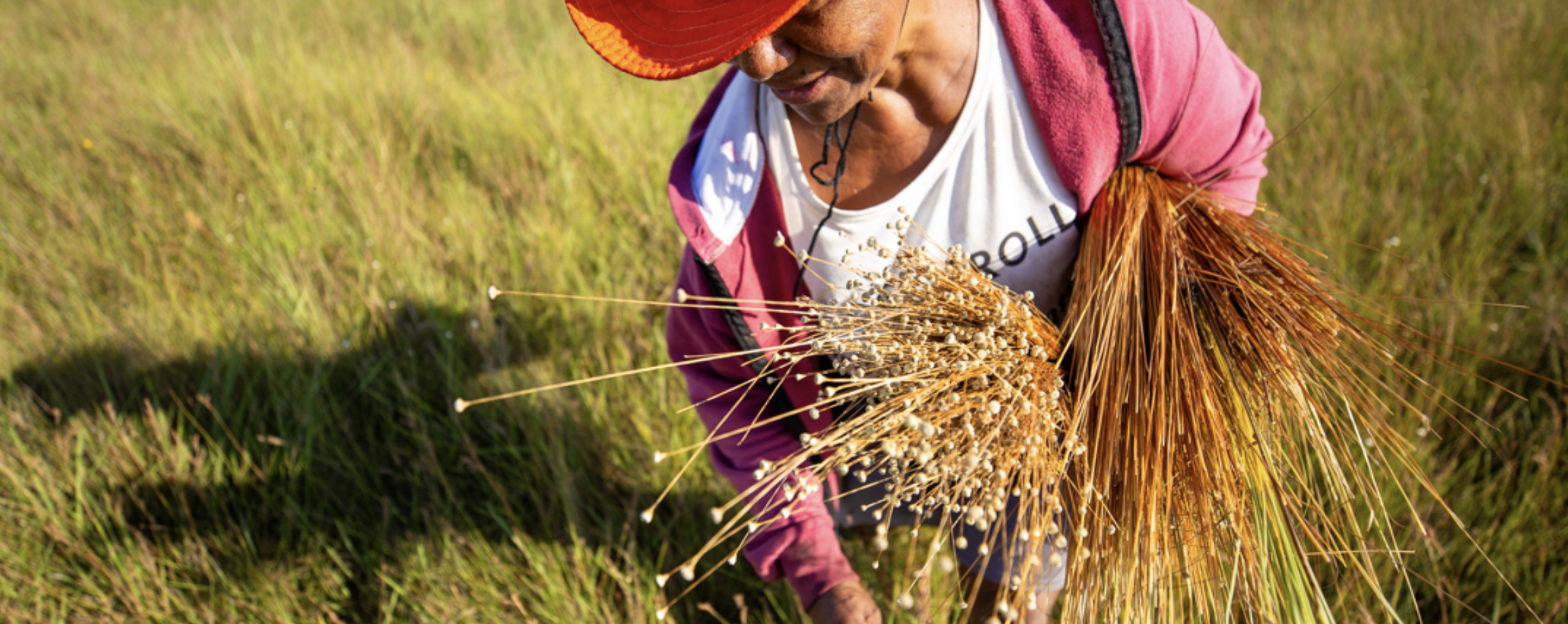 Soja e pasto pressionam áreas conservadas do Jalapão, onde brilha o capim-dourado
