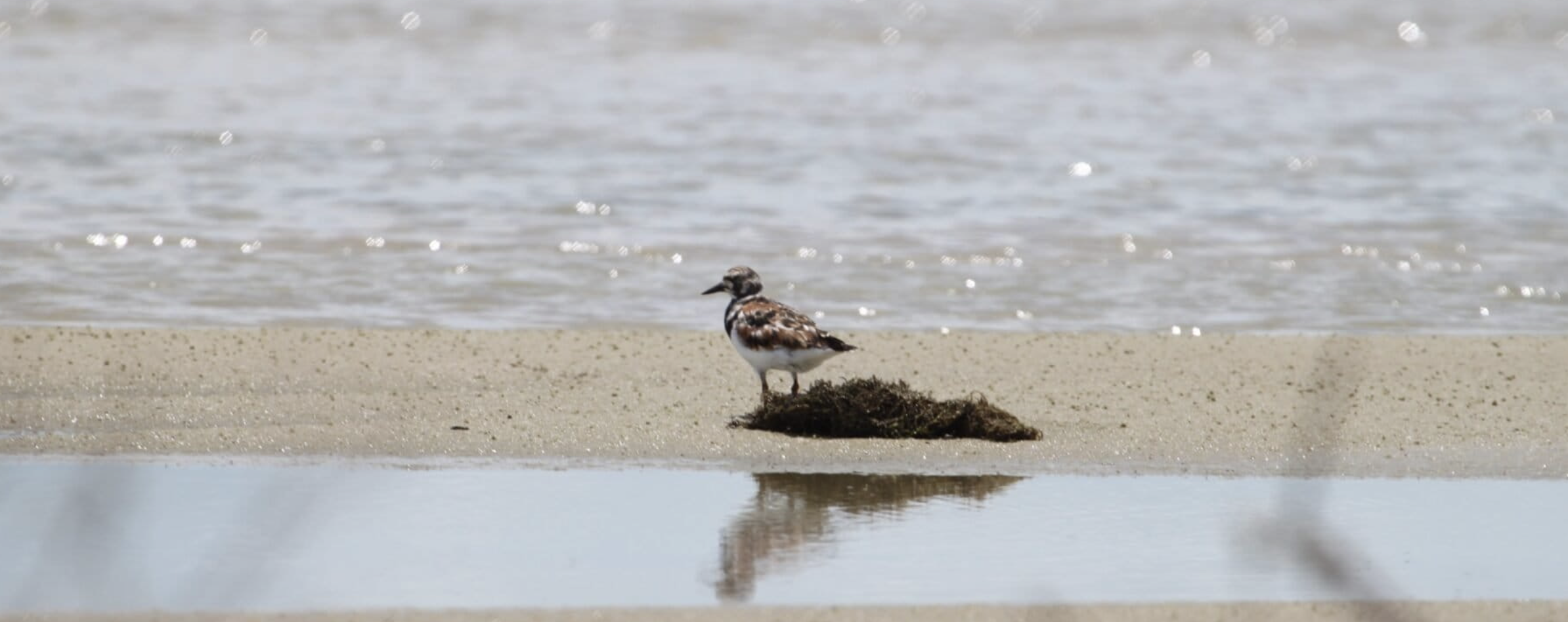 Aves migratórias enfrentam avanço do mar, do lixo e do calor no Brasil